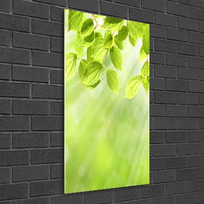 Tableau photo sur verre Feuilles vertes