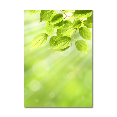 Tableau photo sur verre Feuilles vertes