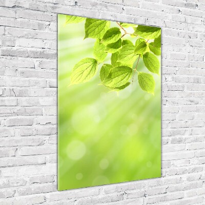 Tableau photo sur verre Feuilles vertes