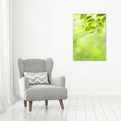 Tableau photo sur verre Feuilles vertes