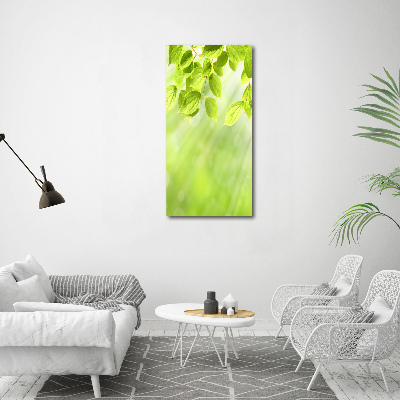 Tableau photo sur verre Feuilles vertes