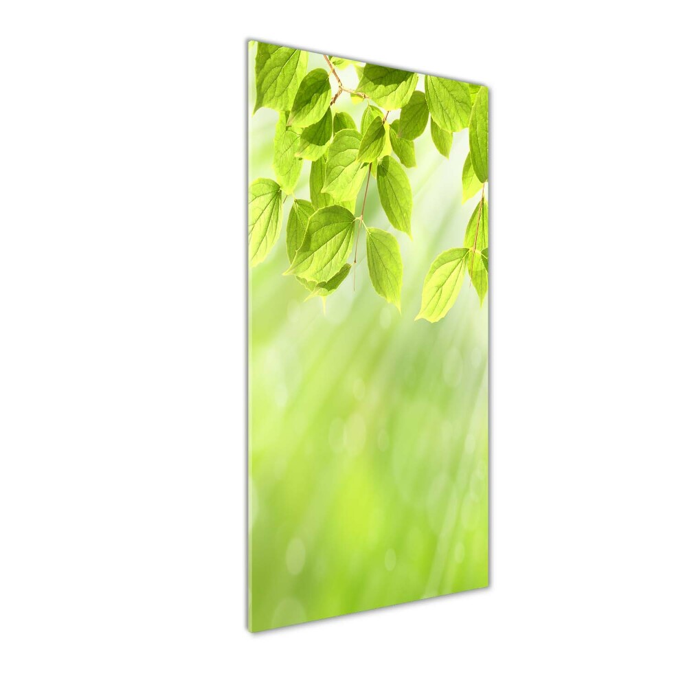 Tableau photo sur verre Feuilles vertes