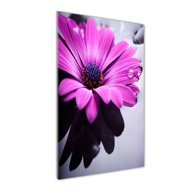 Tableau en verre Gerbera rose