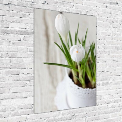 Tableau en verre Crocus blancs