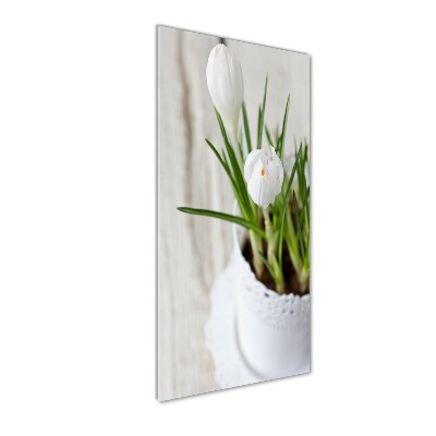 Tableau en verre Crocus blancs