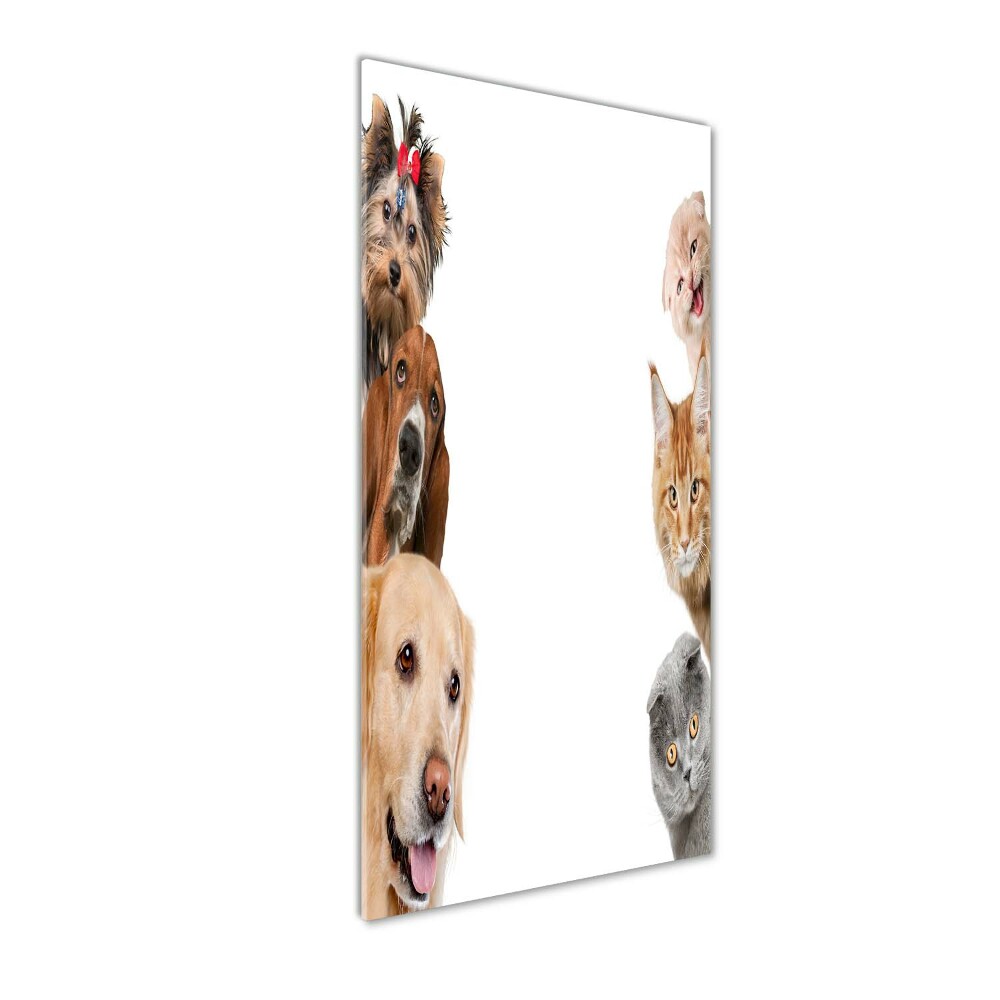 Tableau en verre Chiens et chats