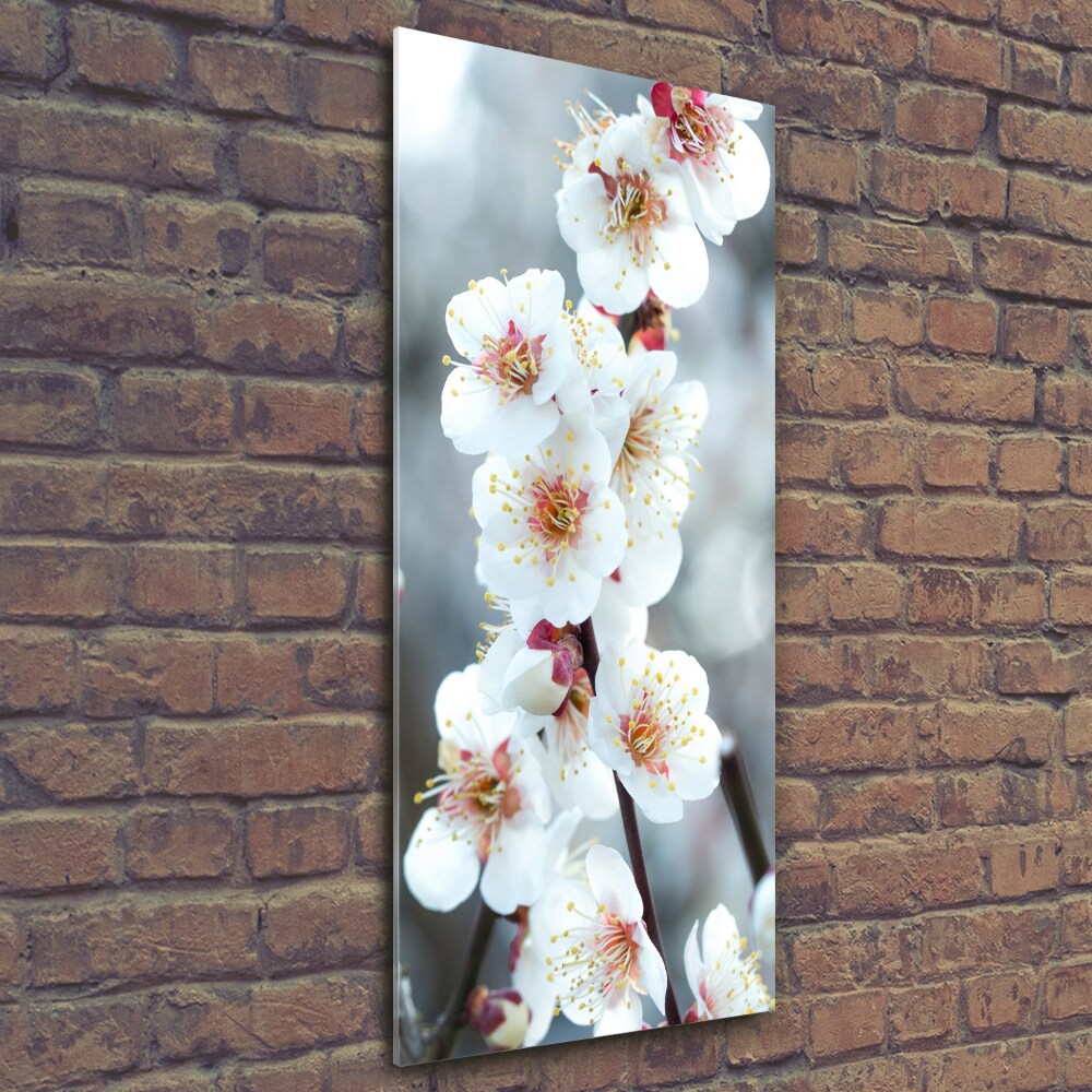 Tableau photo sur verre Fleurs de cerisier