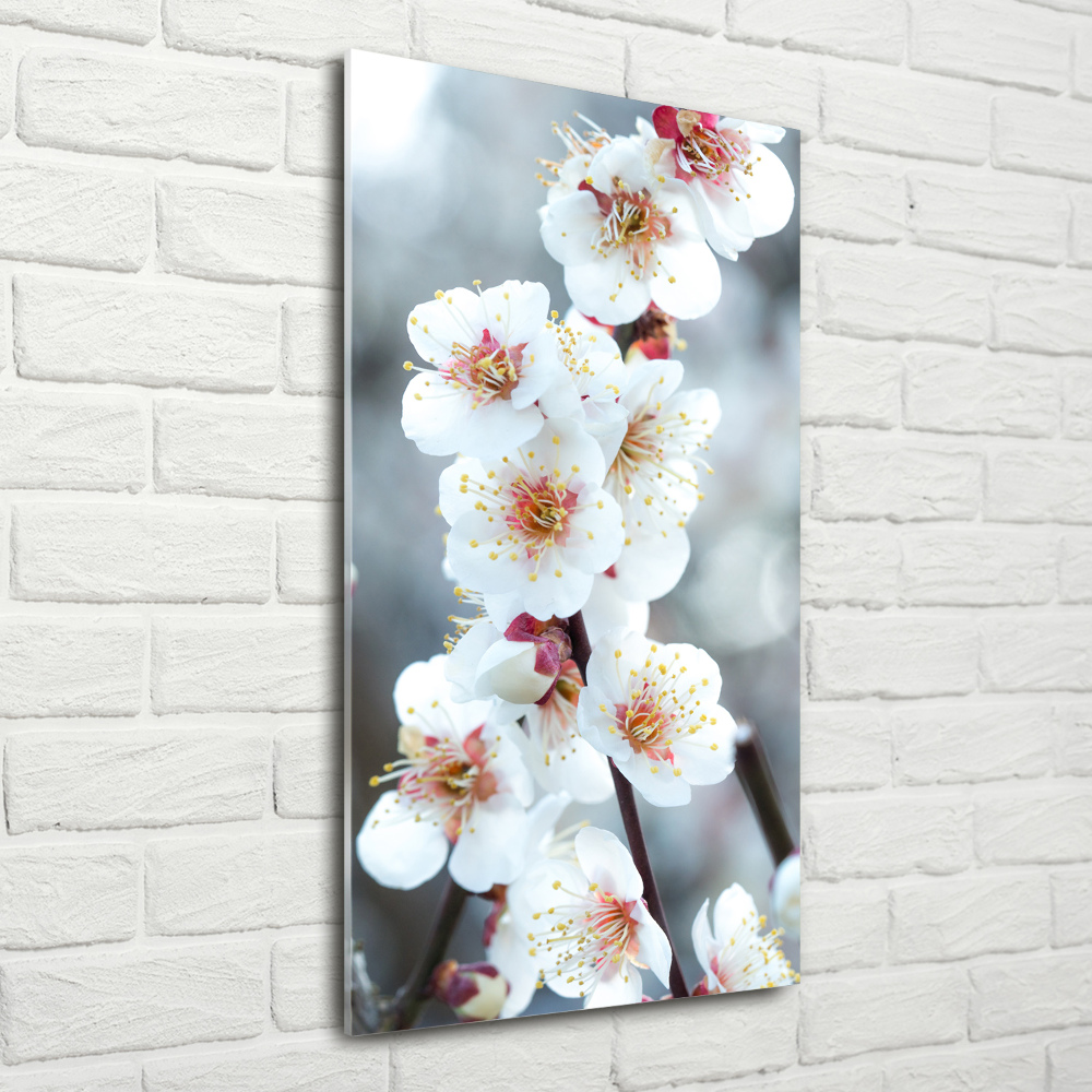 Tableau photo sur verre Fleurs de cerisier