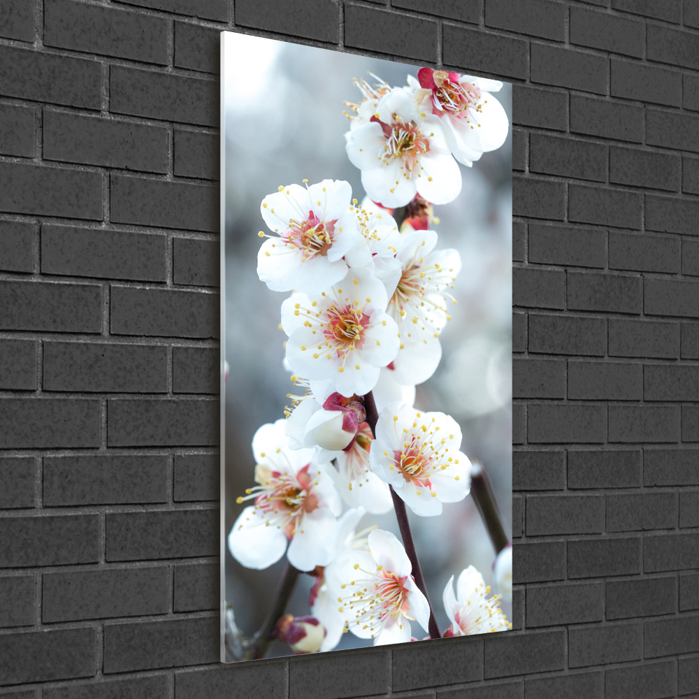 Tableau photo sur verre Fleurs de cerisier