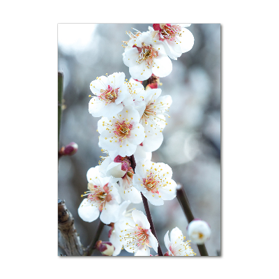 Tableau photo sur verre Fleurs de cerisier