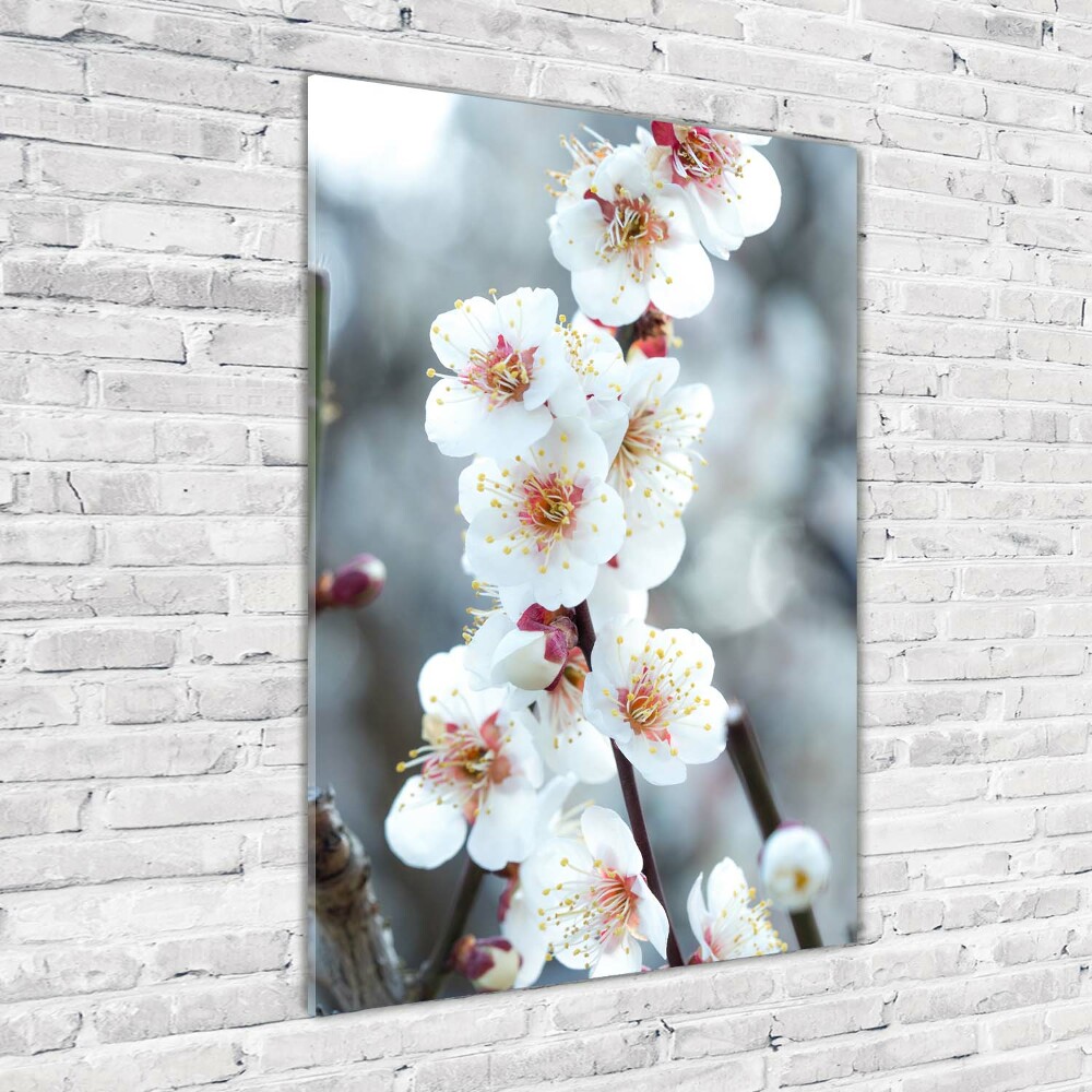 Tableau photo sur verre Fleurs de cerisier