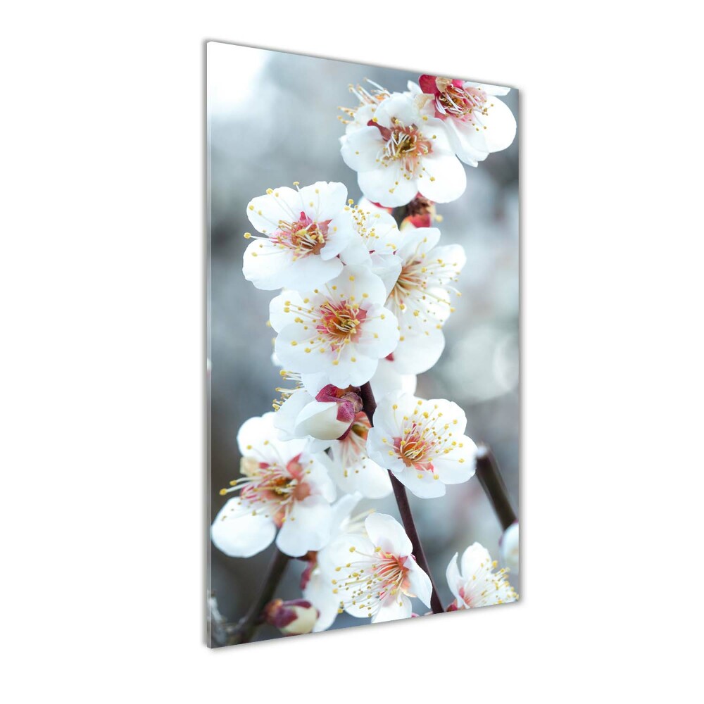 Tableau photo sur verre Fleurs de cerisier