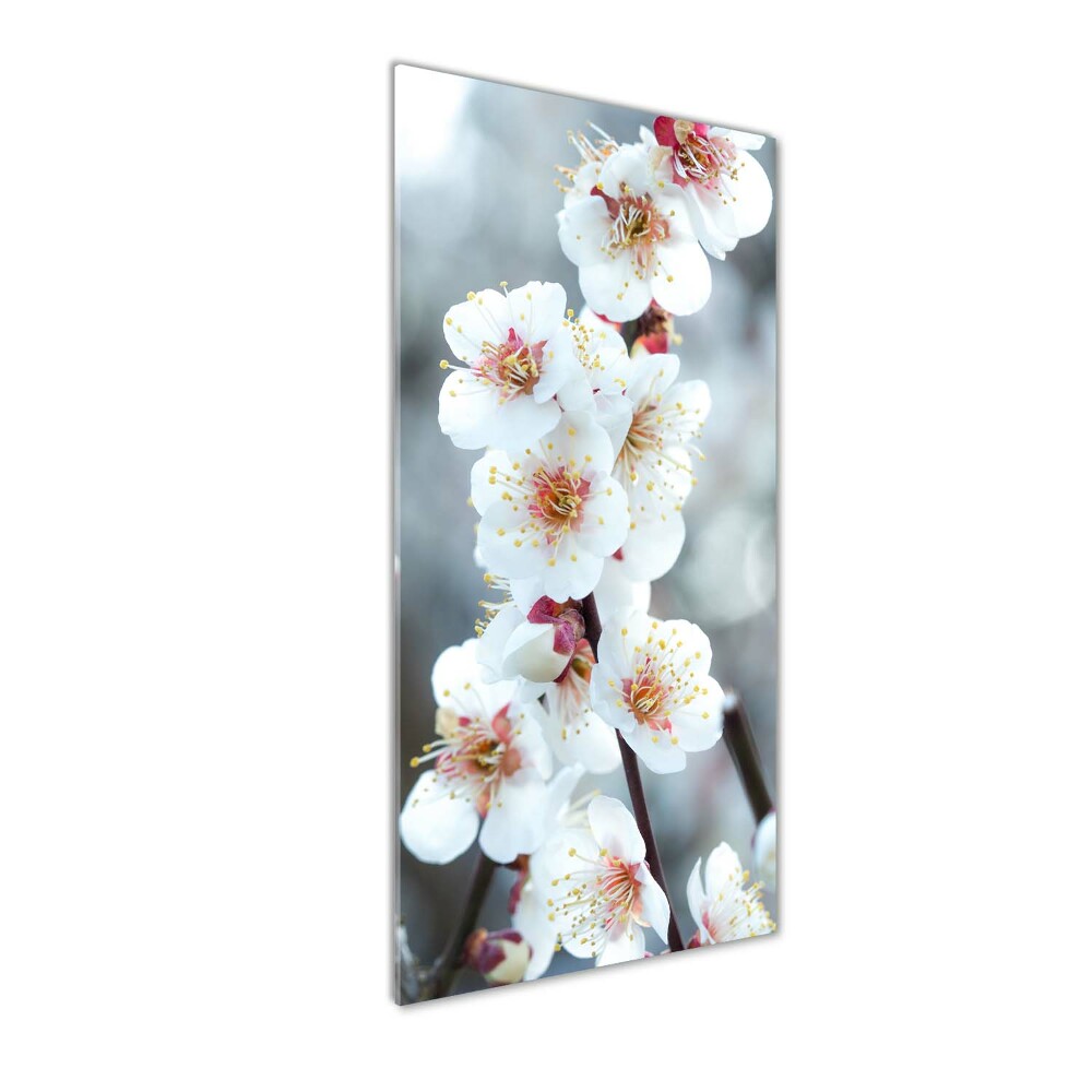 Tableau photo sur verre Fleurs de cerisier