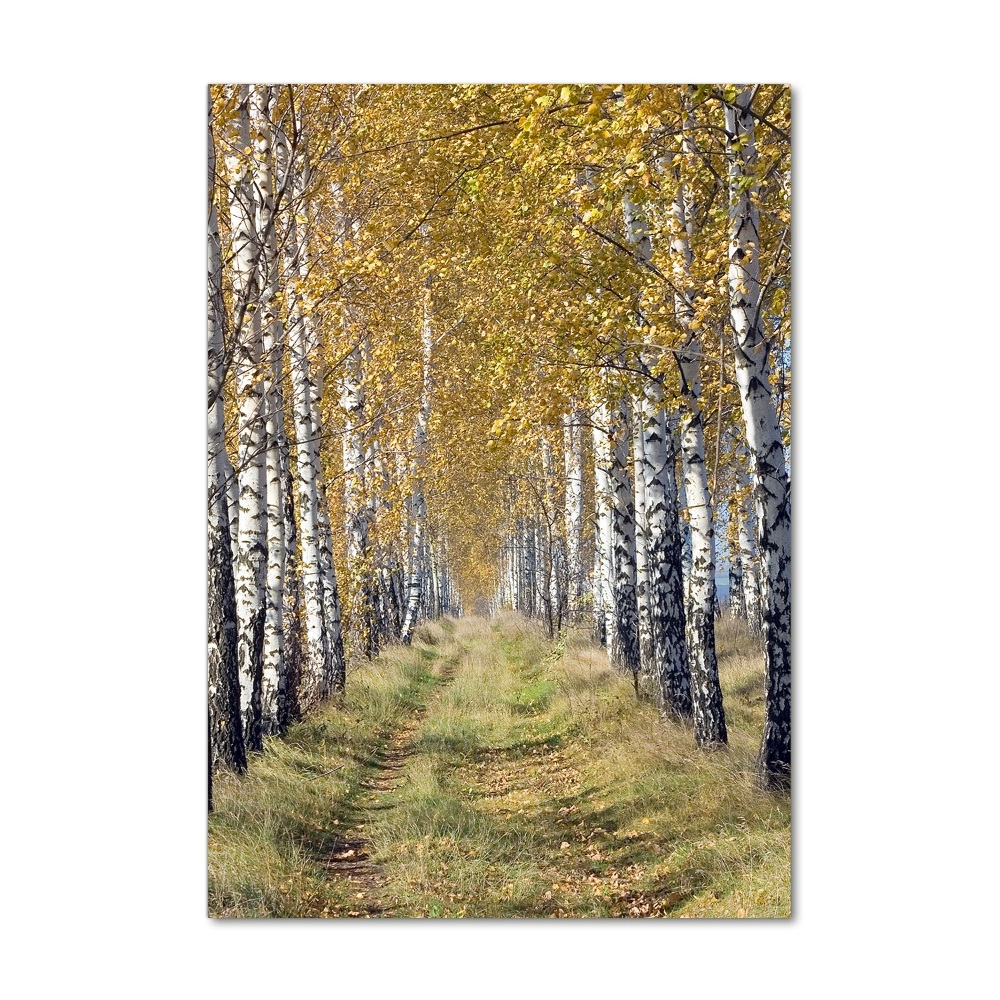 Tableau sur verre Forêt bouleau