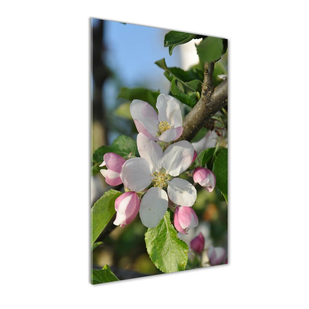 Tableau en verre Fleurs de cerisier