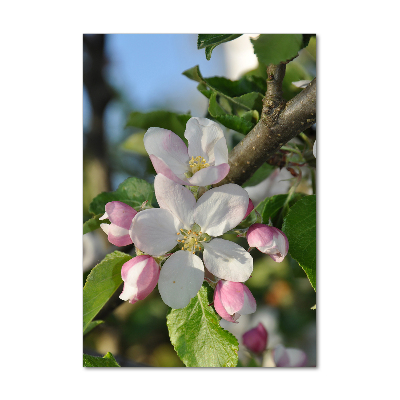 Tableau en verre Fleurs de cerisier