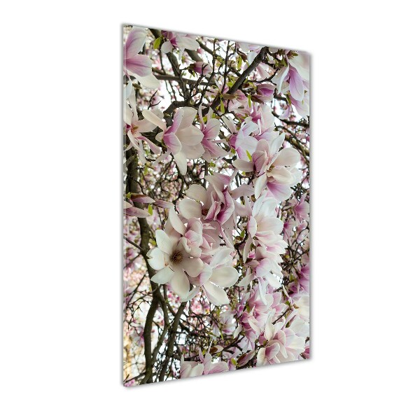 Fleurs de magnolia