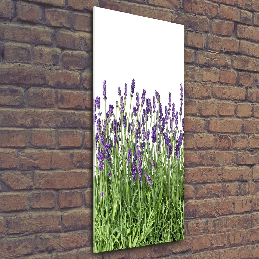 Tableau imprimé sur verre Fleurs violettes de lavande