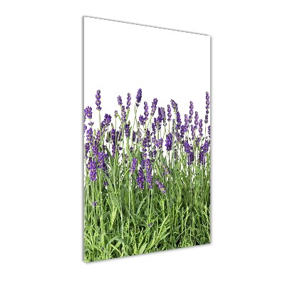 Tableau imprimé sur verre Fleurs violettes de lavande