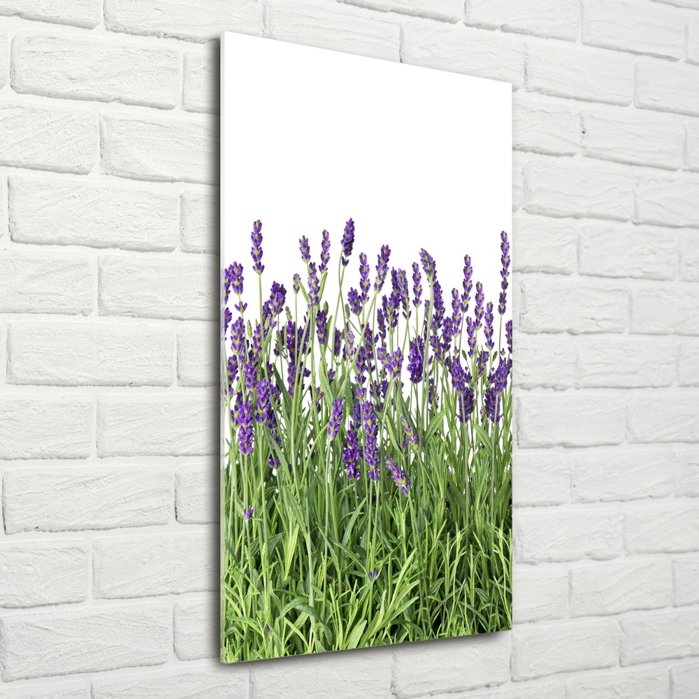 Tableau imprimé sur verre Fleurs violettes de lavande