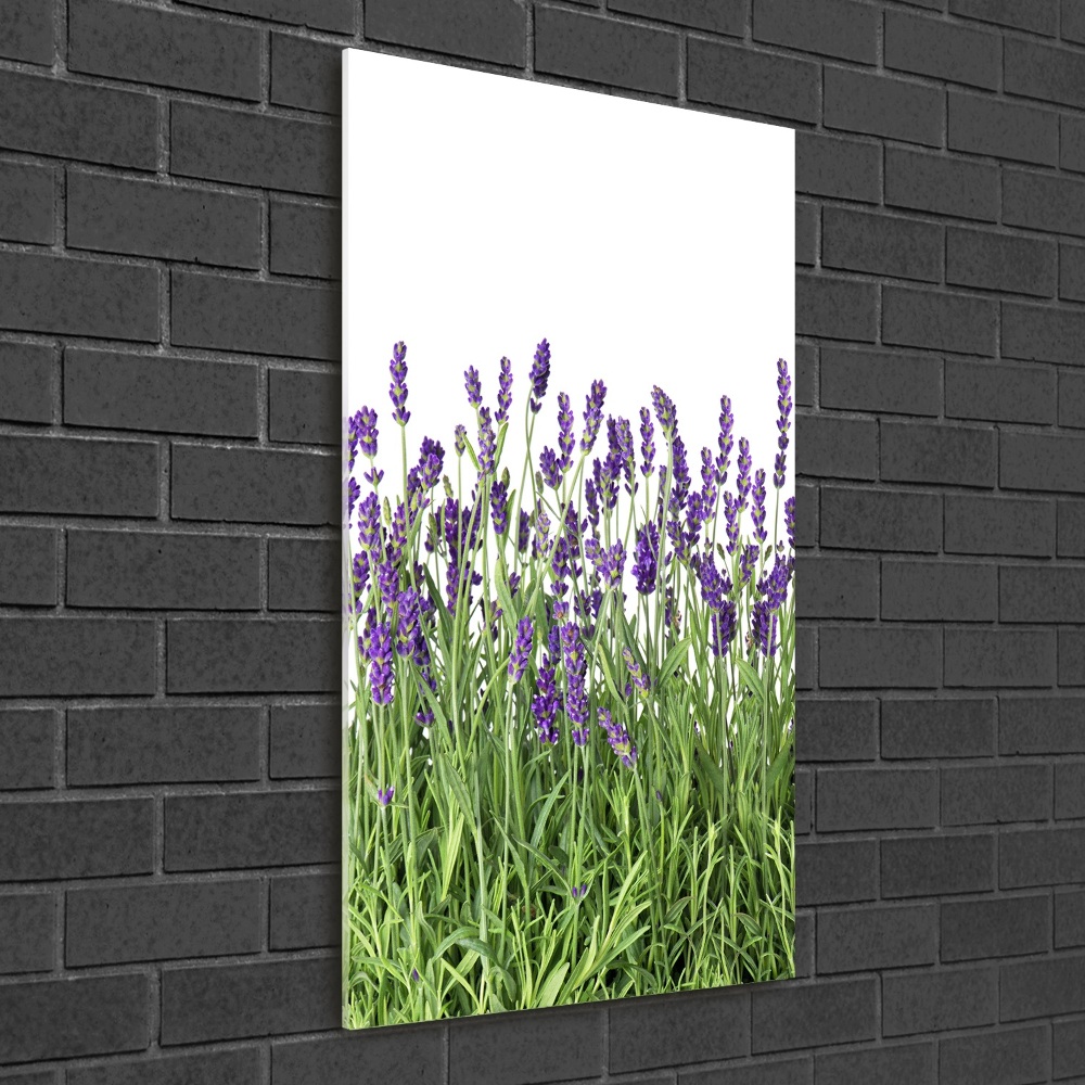 Tableau imprimé sur verre Fleurs violettes de lavande