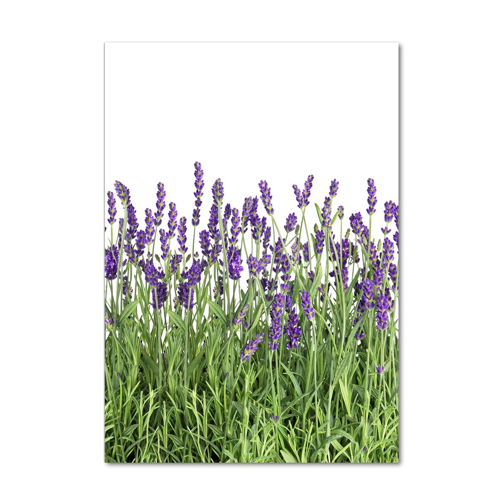 Tableau imprimé sur verre Fleurs violettes de lavande