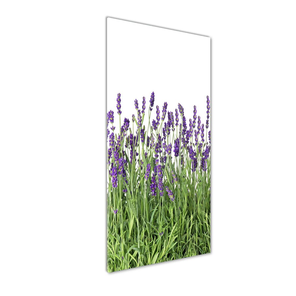 Tableau imprimé sur verre Fleurs violettes de lavande