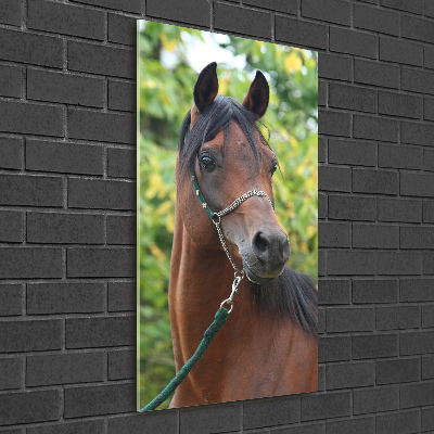 Tableau photo sur verre Portrait d'un cheval