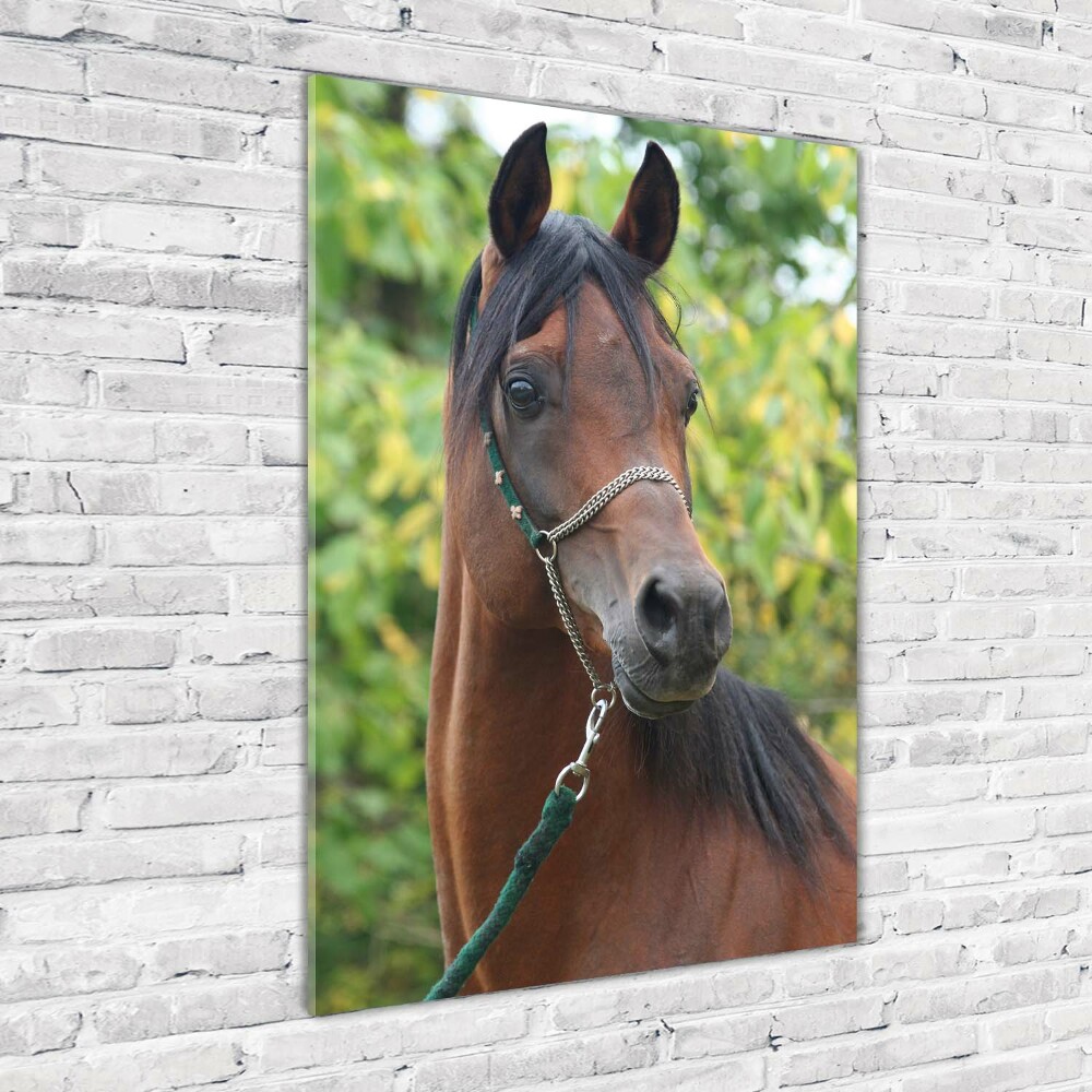 Tableau photo sur verre Portrait d'un cheval