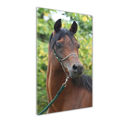 Tableau photo sur verre Portrait d'un cheval