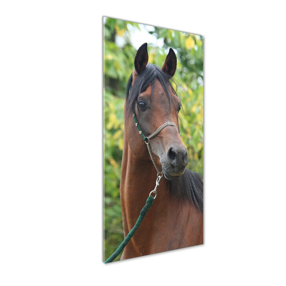 Tableau photo sur verre Portrait d'un cheval