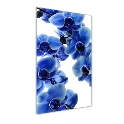 Tableau verre imprimé Orchidée bleue