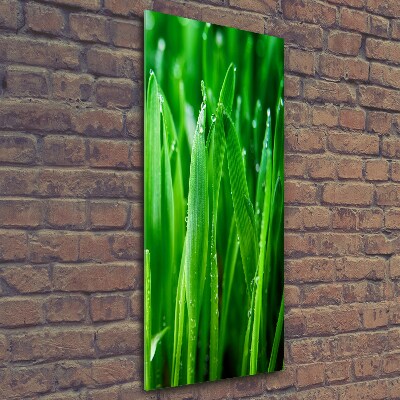 Tableau photo sur verre Tiges d'herbe