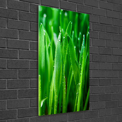 Tableau photo sur verre Tiges d'herbe