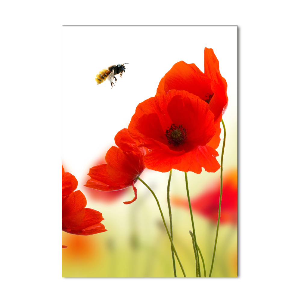 Tableau en verre Fleurs de coquelicots rouges