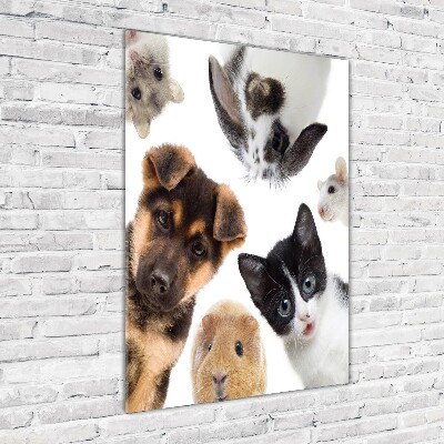 Tableau imprimé sur verre Animaux domestiques