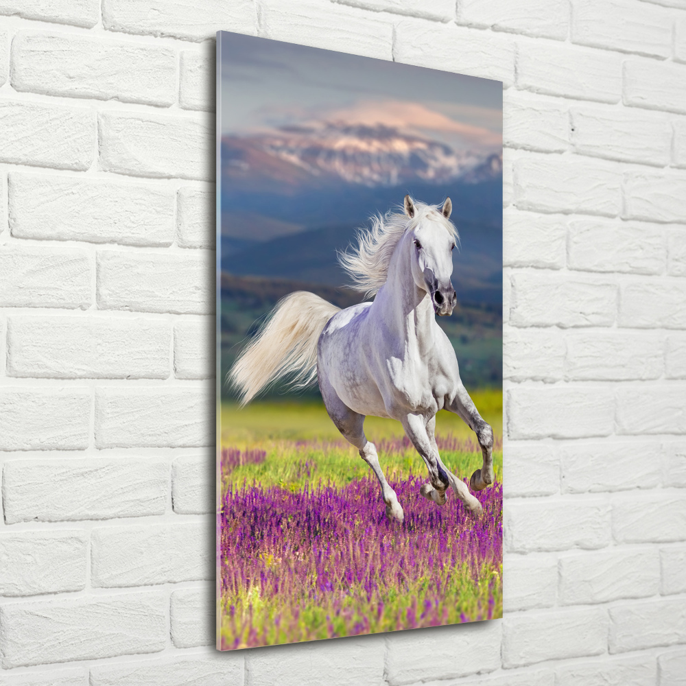 Tableau photo sur verre Cheval blanc au galop