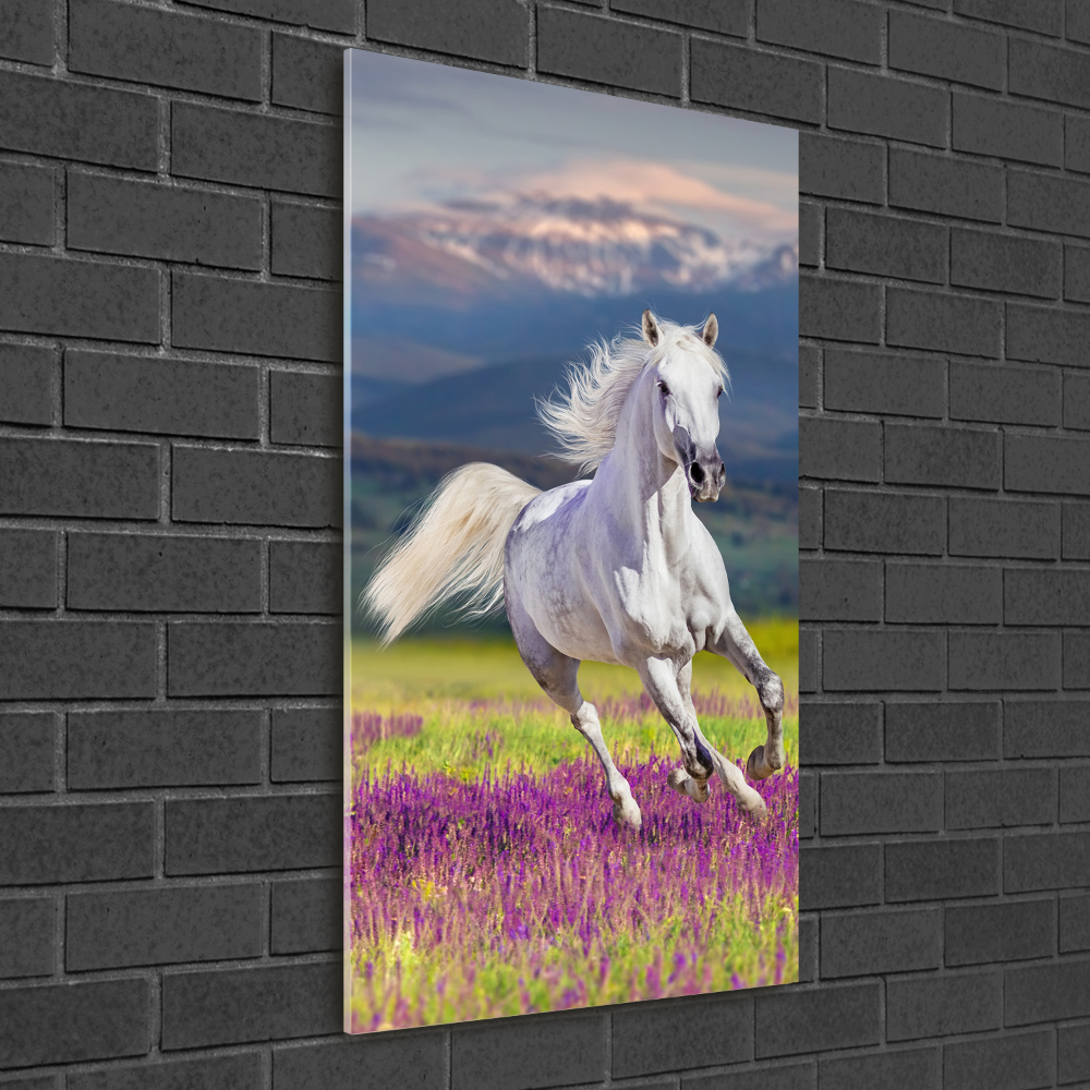 Tableau photo sur verre Cheval blanc au galop