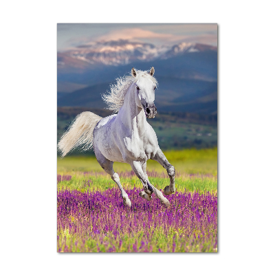 Tableau photo sur verre Cheval blanc au galop