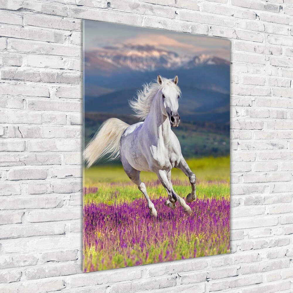 Tableau photo sur verre Cheval blanc au galop