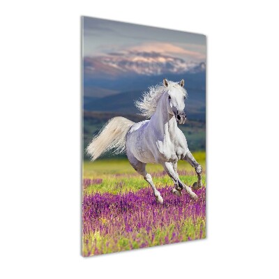 Tableau photo sur verre Cheval blanc au galop