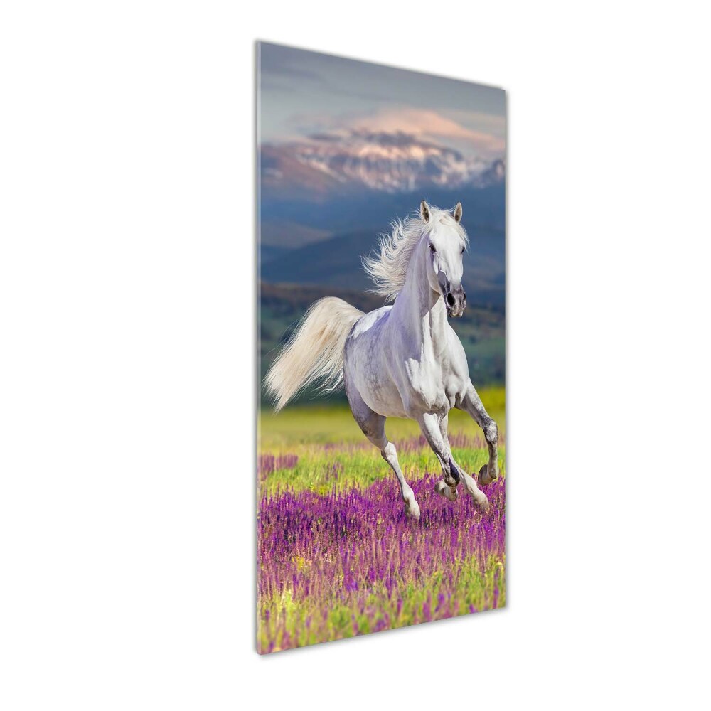 Tableau photo sur verre Cheval blanc au galop