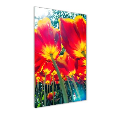 Tableau photo sur verre Tulipes rouges