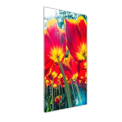 Tableau photo sur verre Tulipes rouges