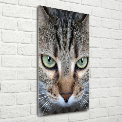 Tableau verre imprimé Yeux d'un chat