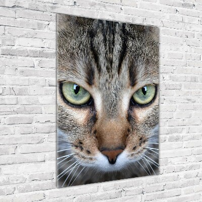 Tableau verre imprimé Yeux d'un chat