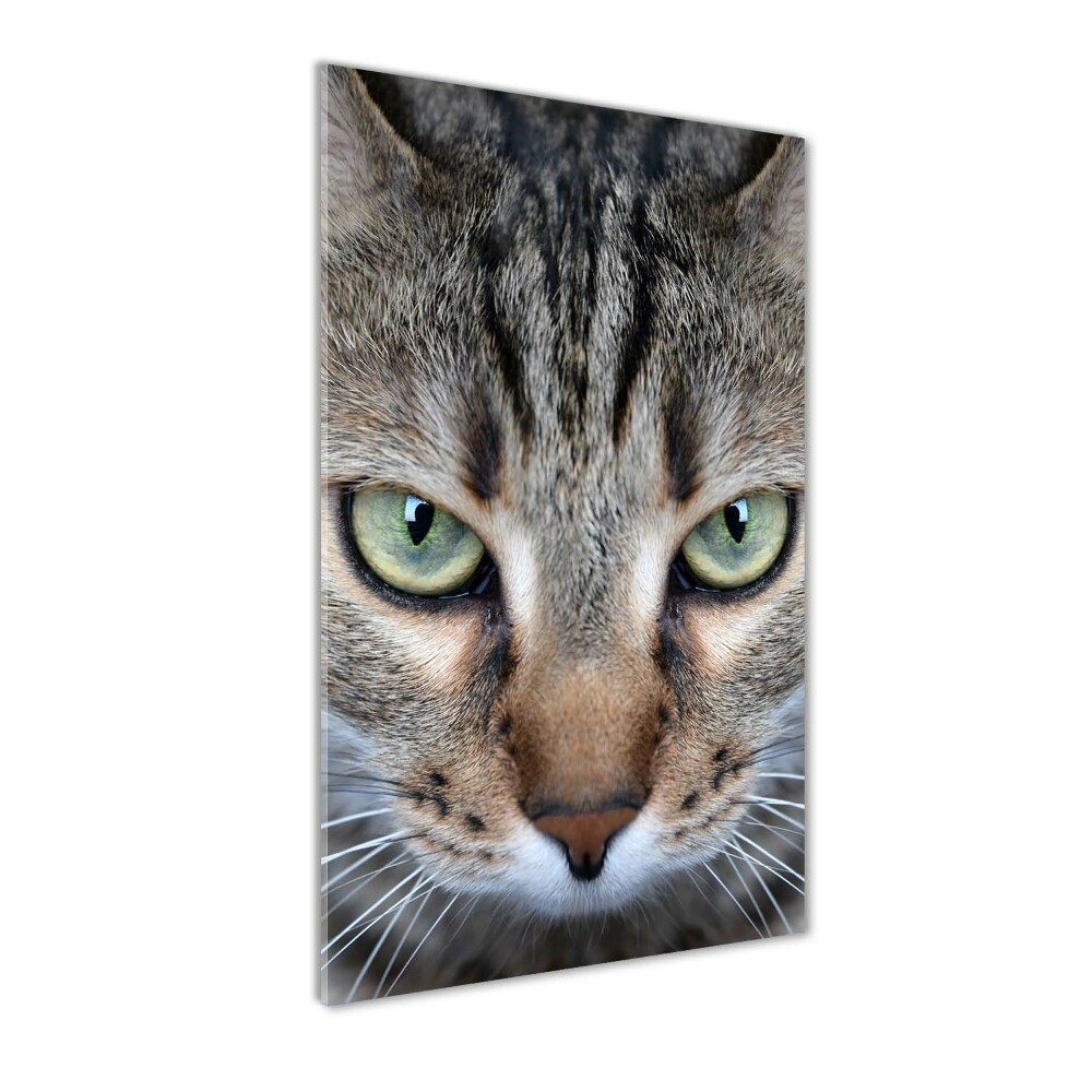 Tableau verre imprimé Yeux d'un chat