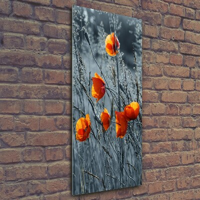 Tableau sur verre Coquelicots des champs