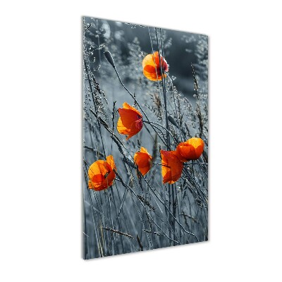 Tableau sur verre Coquelicots des champs