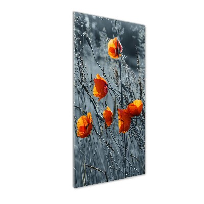 Tableau sur verre Coquelicots des champs